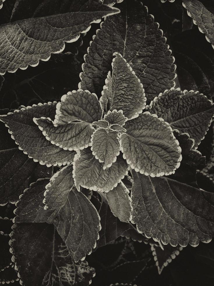 fundo de folhas de cor cinza escuro foto