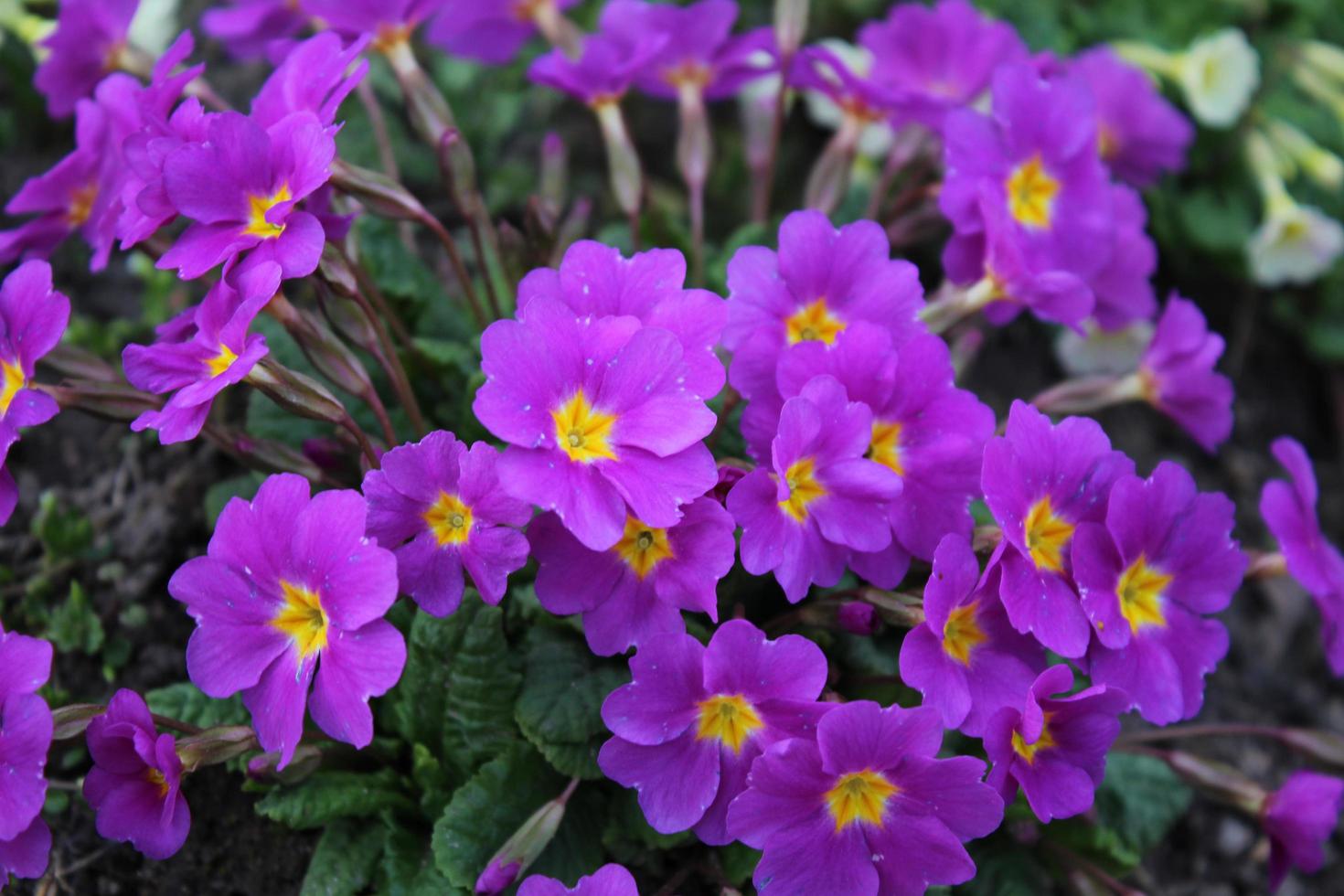 fundo de flores roxas. florescendo petúnia na primavera ou verão em um canteiro de flores foto