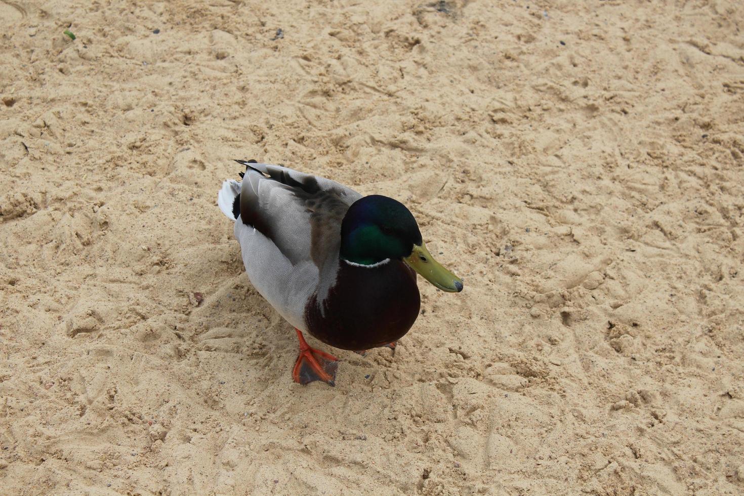 pato selvagem na vista superior da costa arenosa. Drake na areia foto