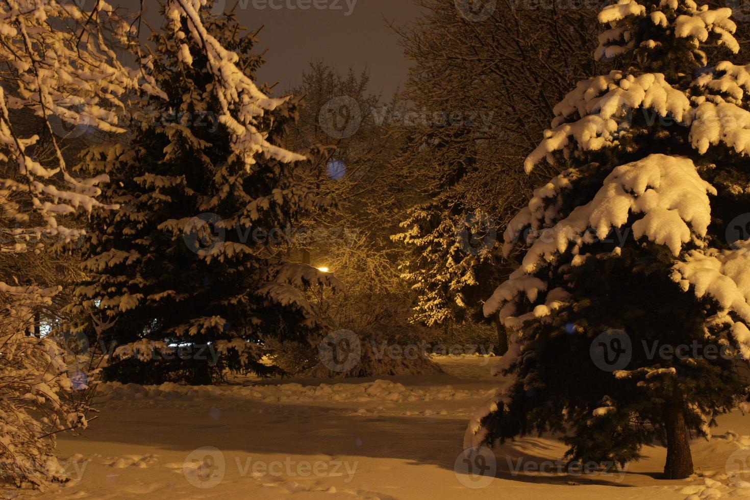 parque noturno de inverno com neve foto