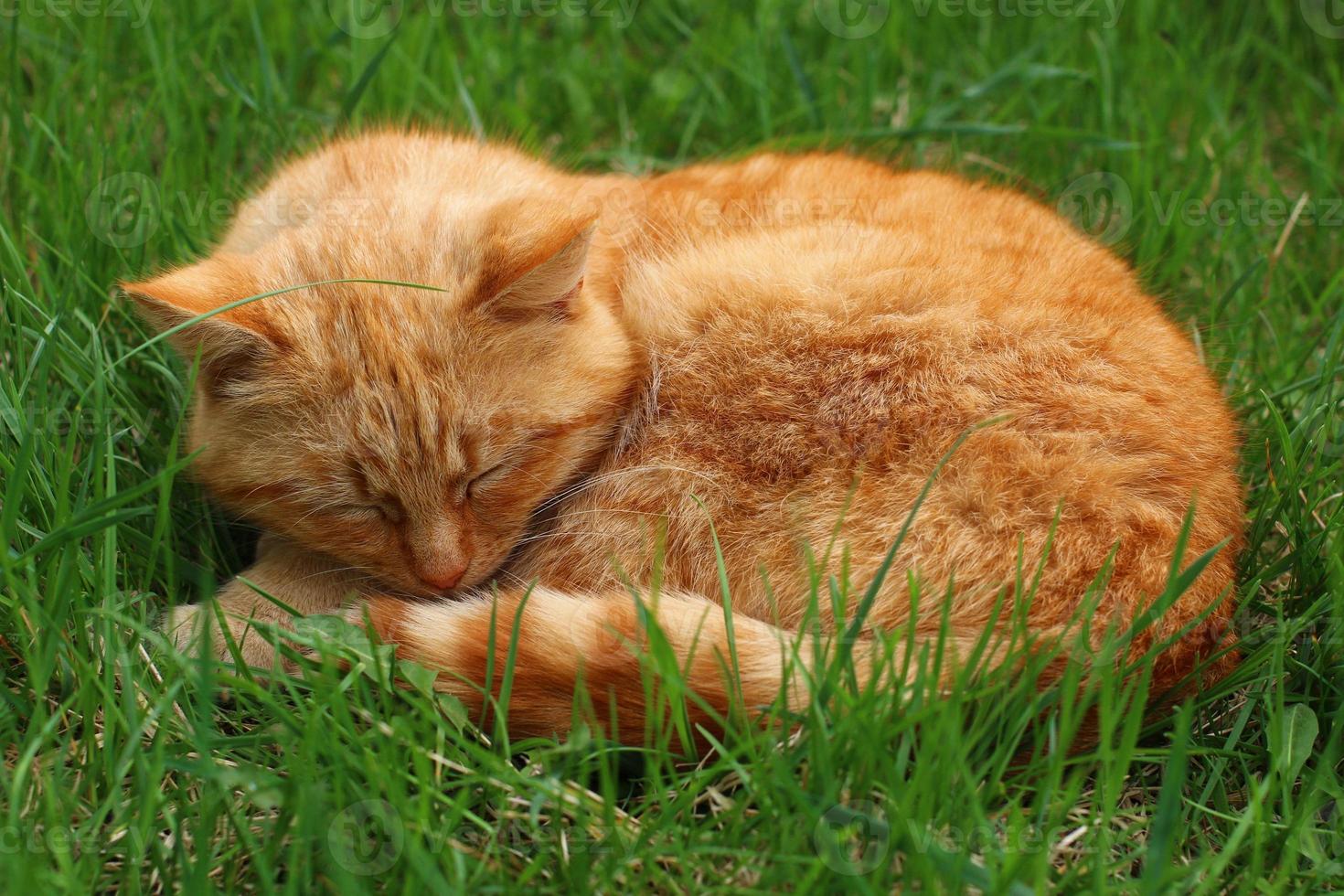 lindo gato vermelho dormindo na grama. foto