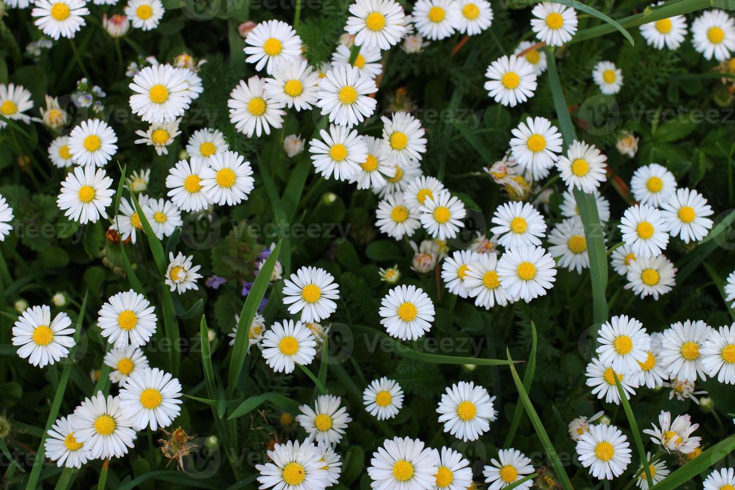 camomilas. pequenas flores no verão. foto