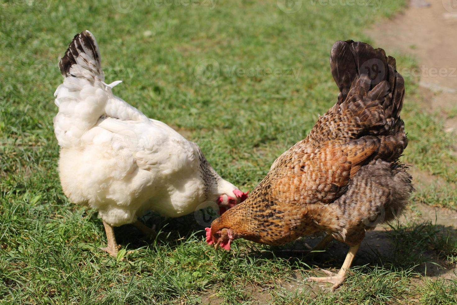 duas galinhas pastam na grama. foto