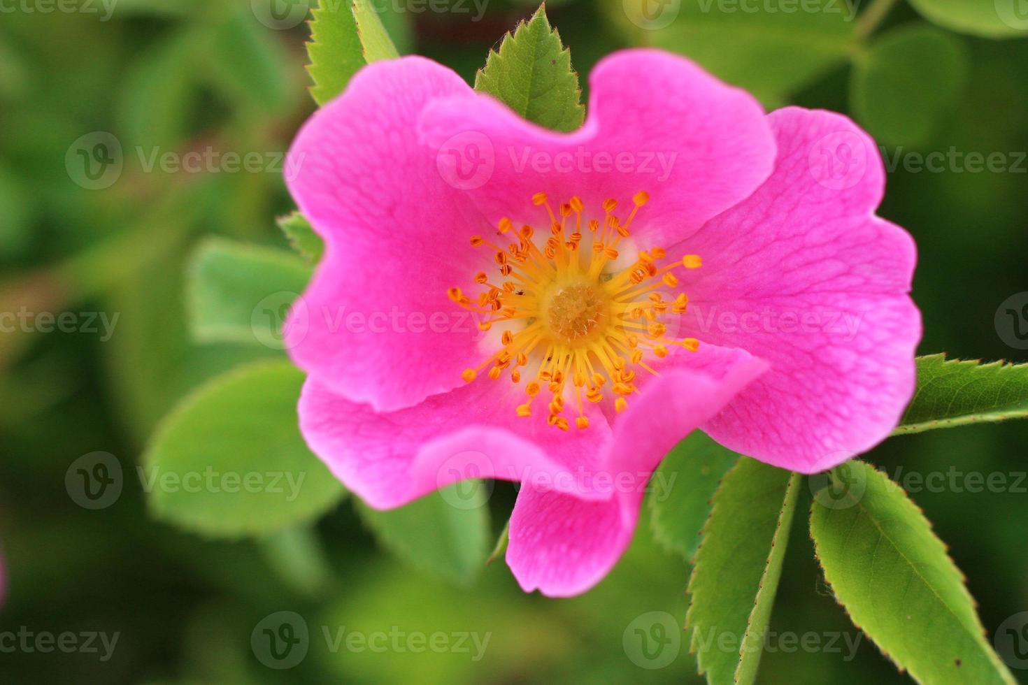 flor de quadril rosa rosa no verão. foto