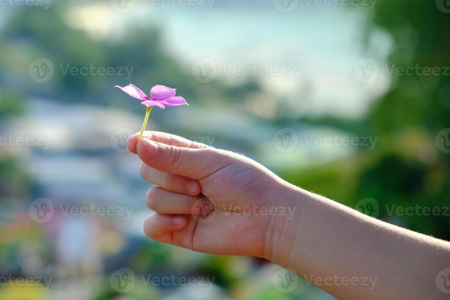 close-up e tiro de foco seletivo, pequenas flores cor de rosa nas mãos de uma criança com fundo desfocado de natureza tropical que é lindo, brilhante, macio, atraente e adorável no verão. foto