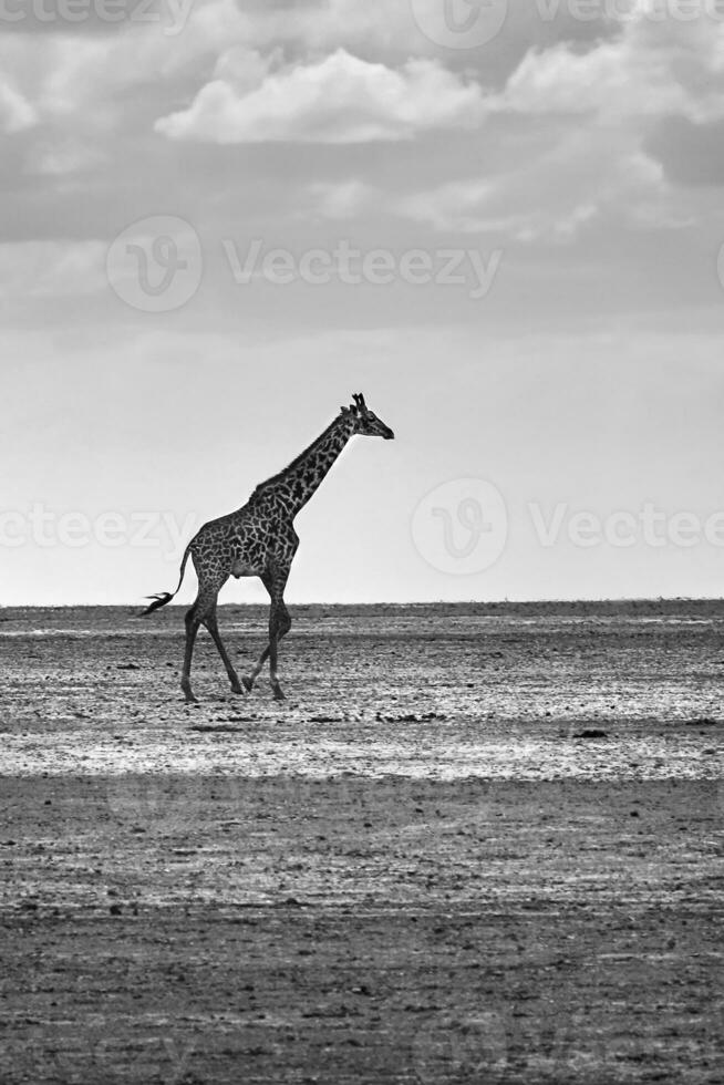 africano girafa dentro a selvagem foto