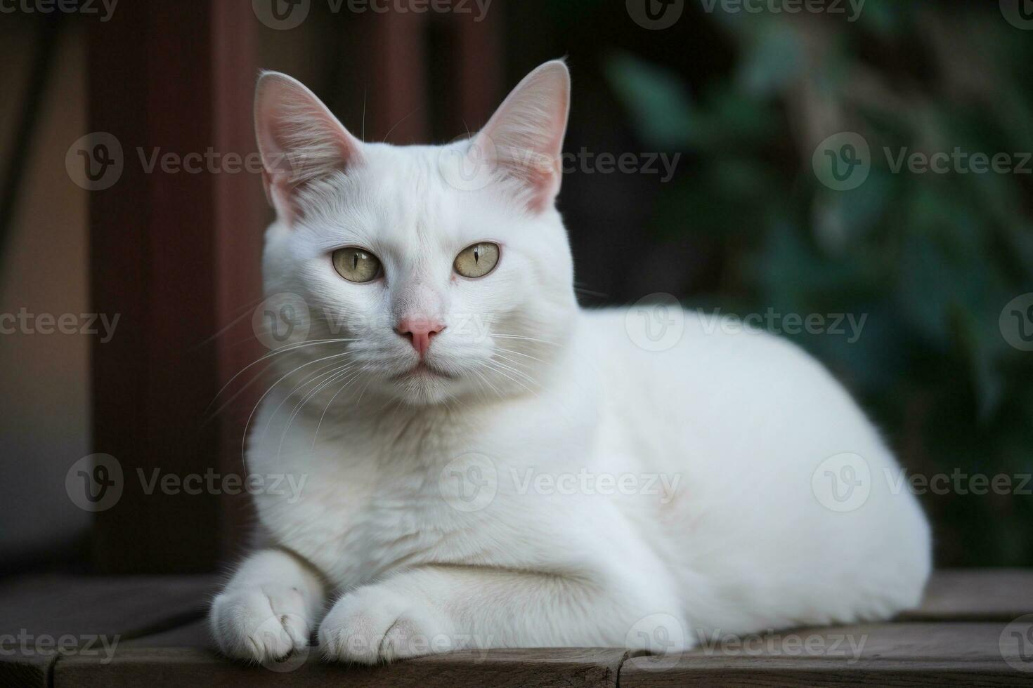 branco gato em a rua fechar acima. ai gerado. foto