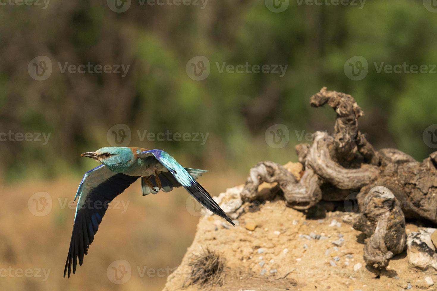 rolo europeu, coracias garrulus foto