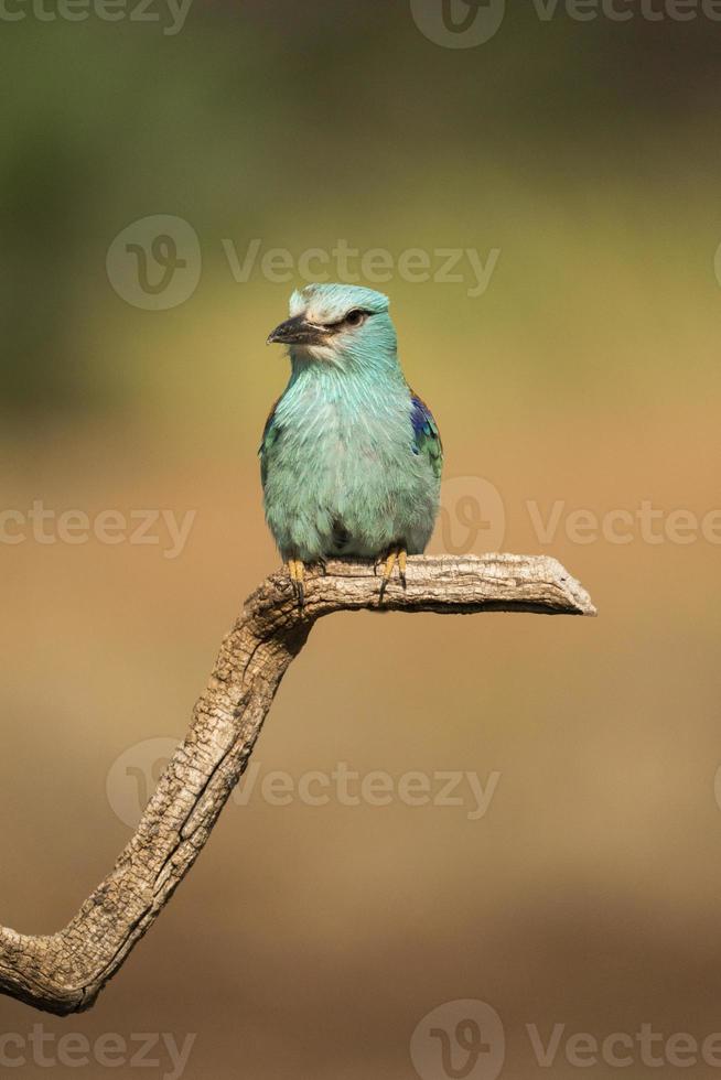 rolo europeu, coracias garrulus foto