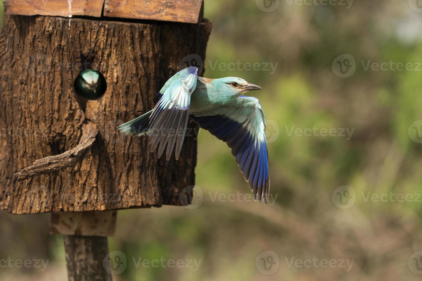 rolo europeu, coracias garrulus foto