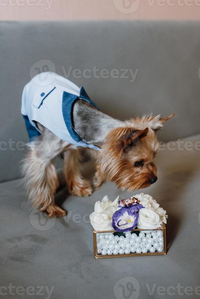 um cachorrinho da raça terrier passeando com seus donos foto