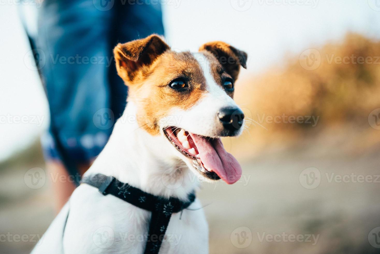 um pequeno cachorro da raça jack russell terrier em uma caminhada foto