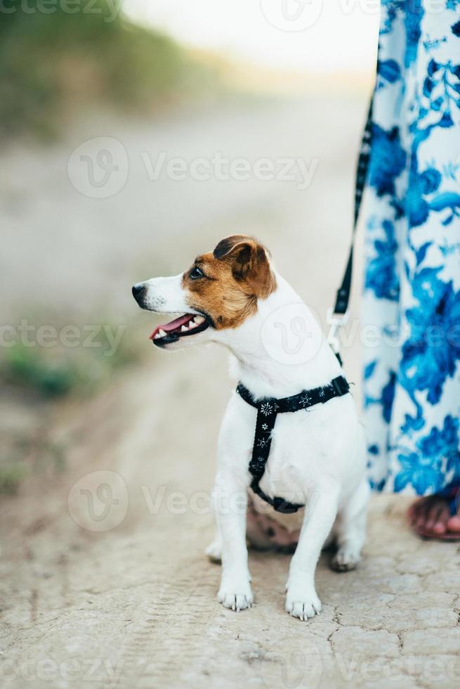 um pequeno cachorro da raça jack russell terrier em uma caminhada foto