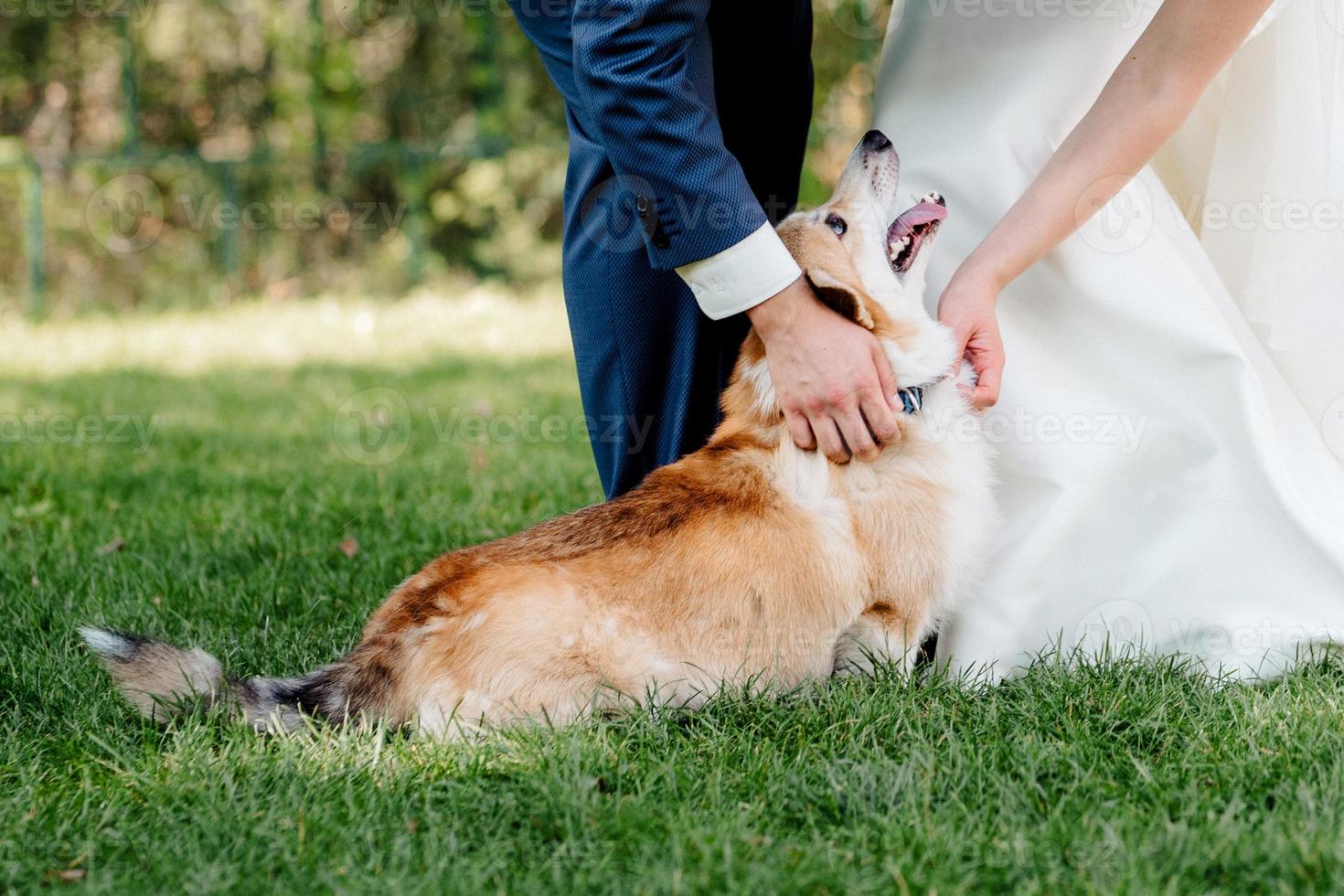 cachorro vermelho fofo corgi fofo com grandes olhos negros foto