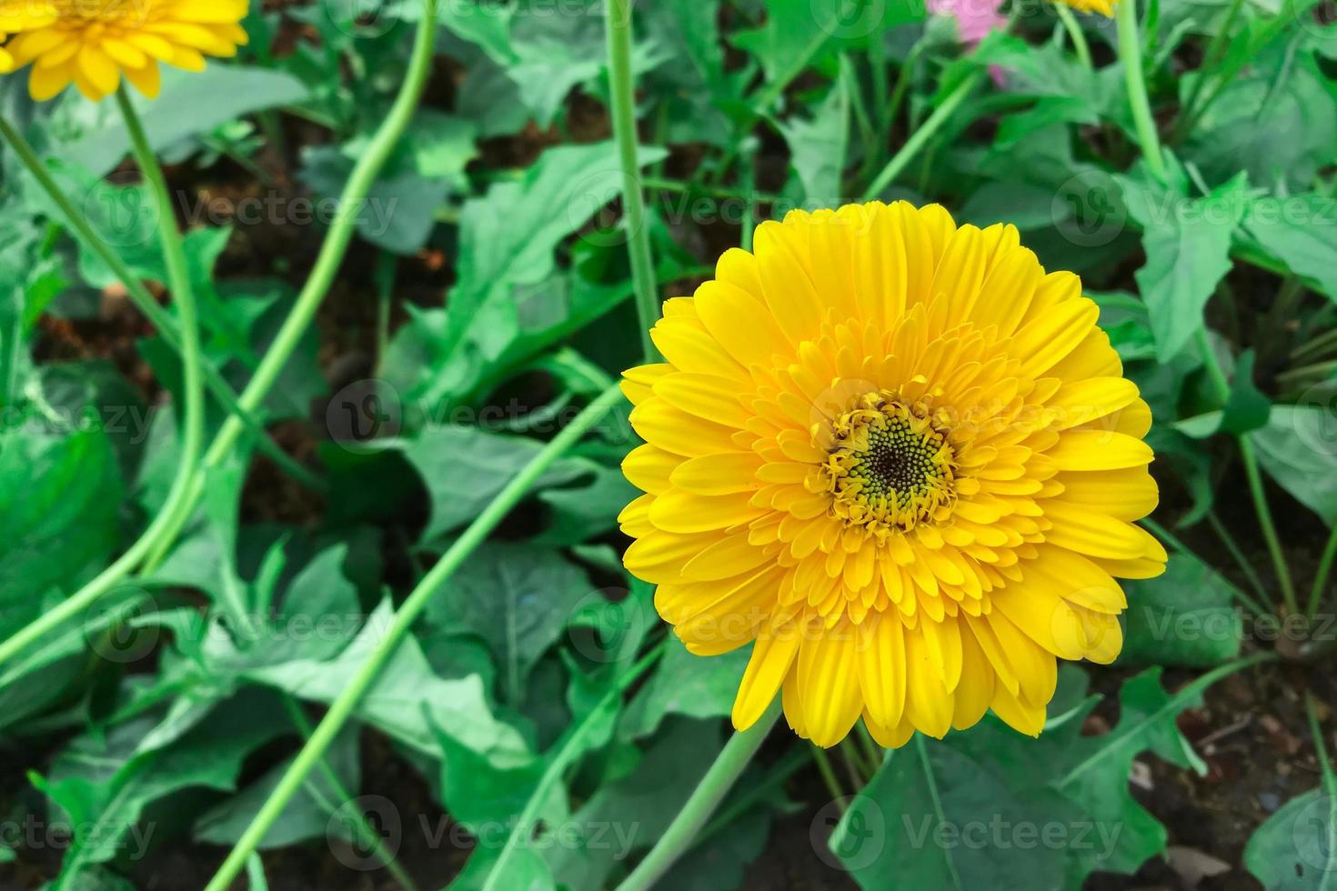 gerbera amarela cresce no jardim foto