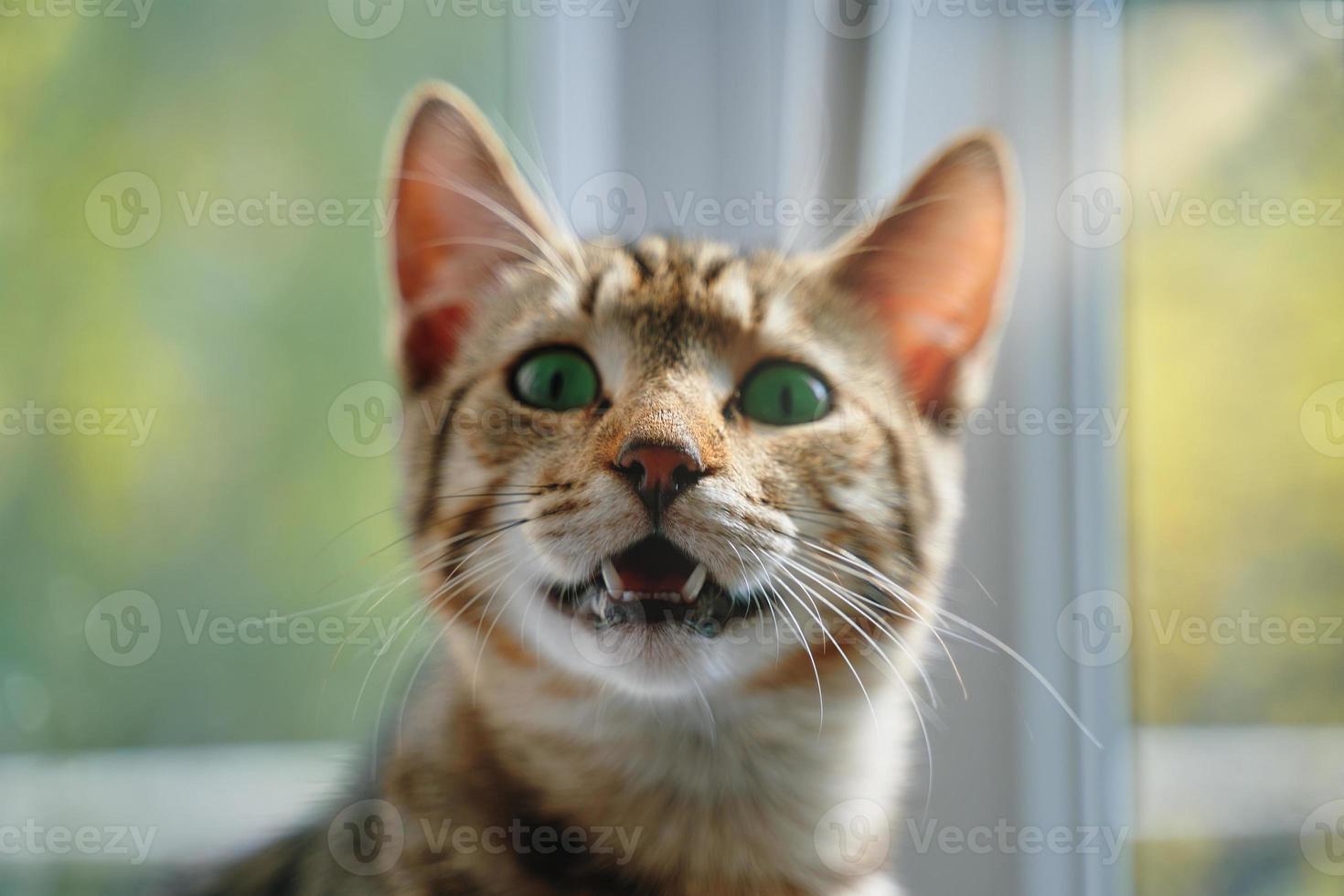 gato malhado com a boca aberta olha para a câmera. foto