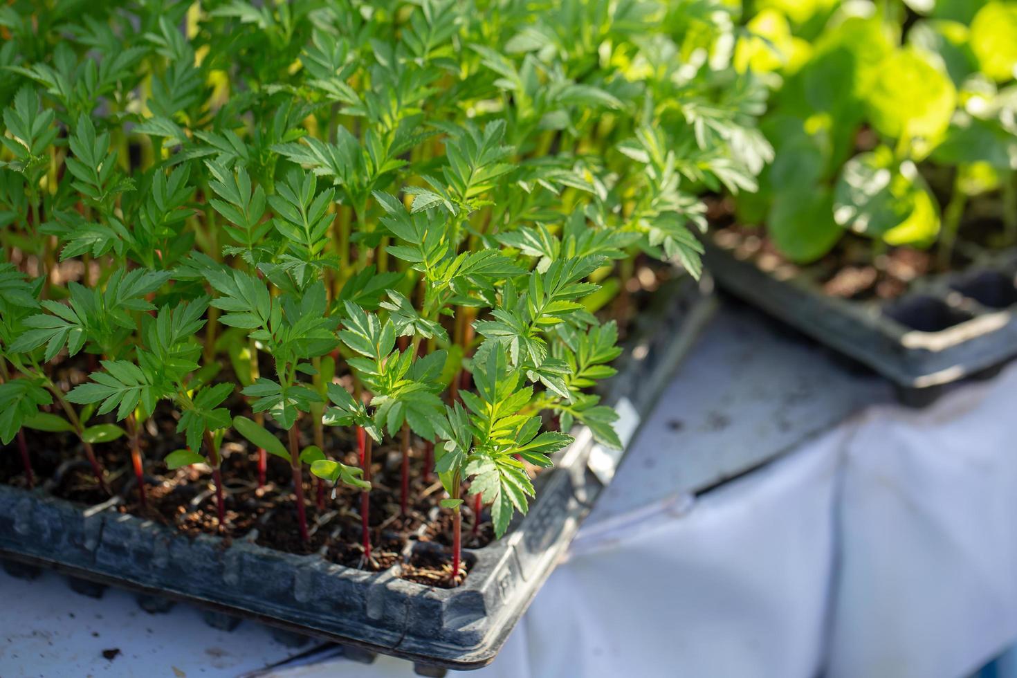 finos herbes botânica planta folha detalhe erva verde fresca planta foto