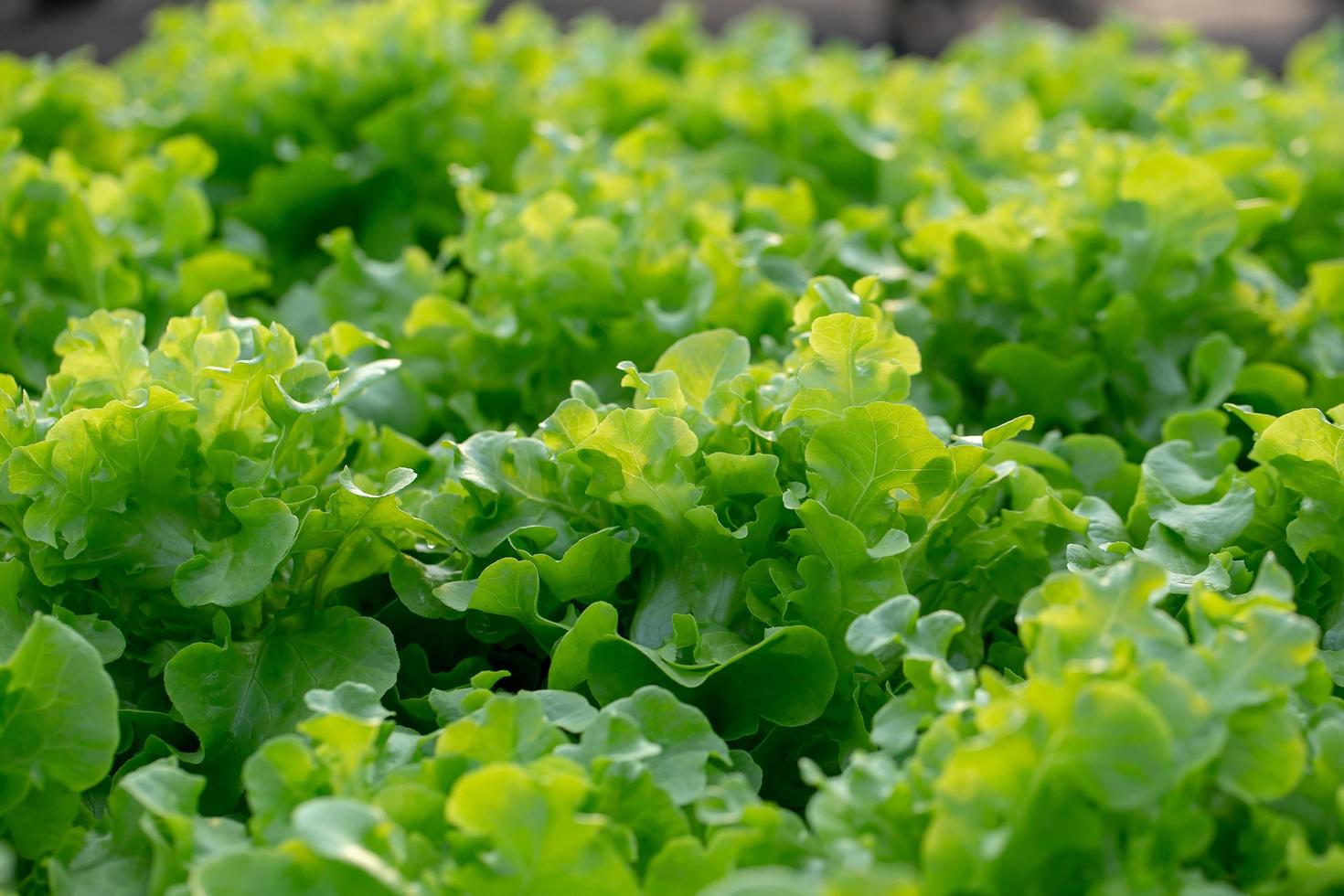 folhas frescas de alface de carvalho, saladas, fazenda de hidroponia vegetal foto