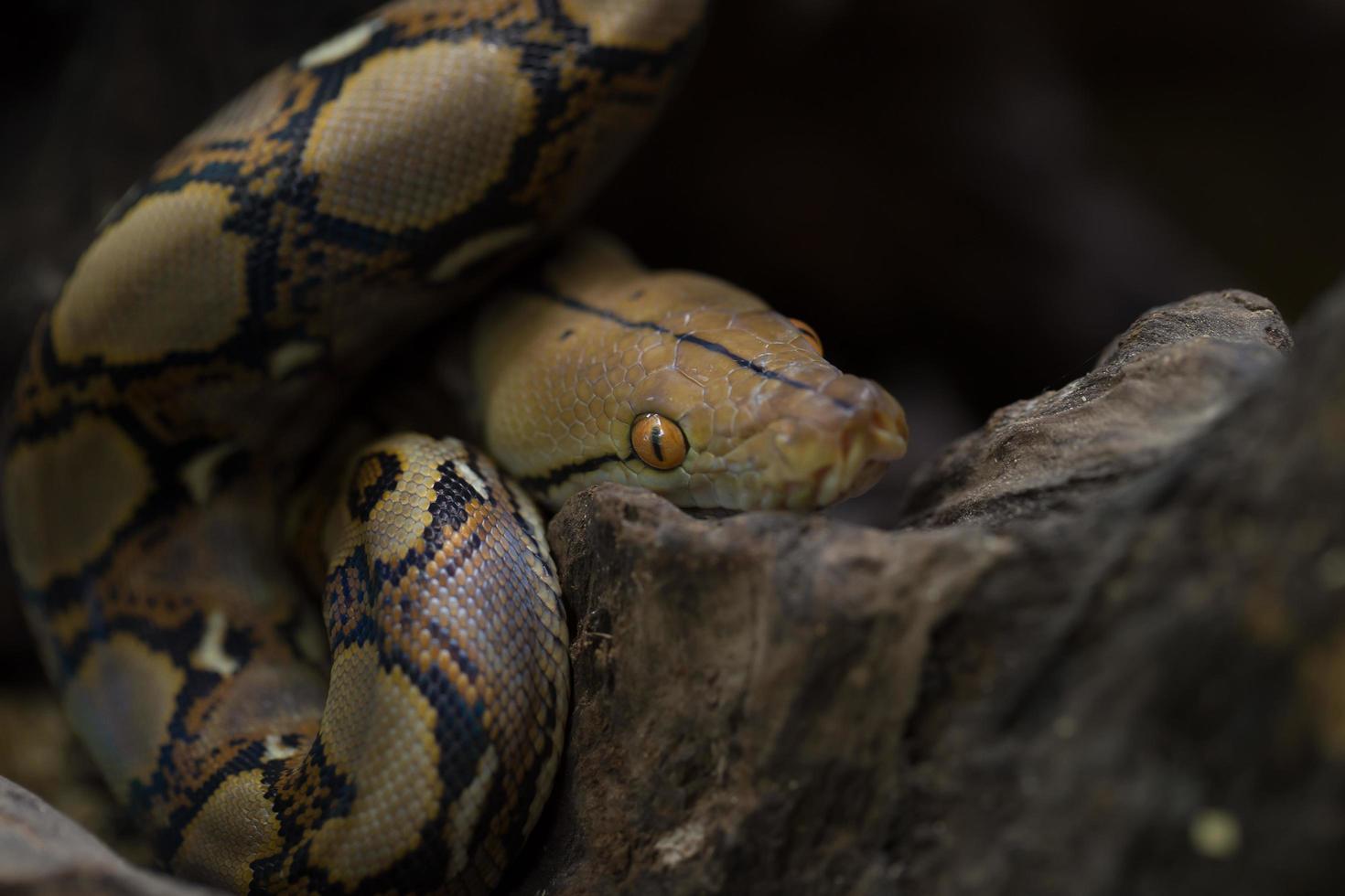 jibóia, cobra jibóia em galho de árvore foto