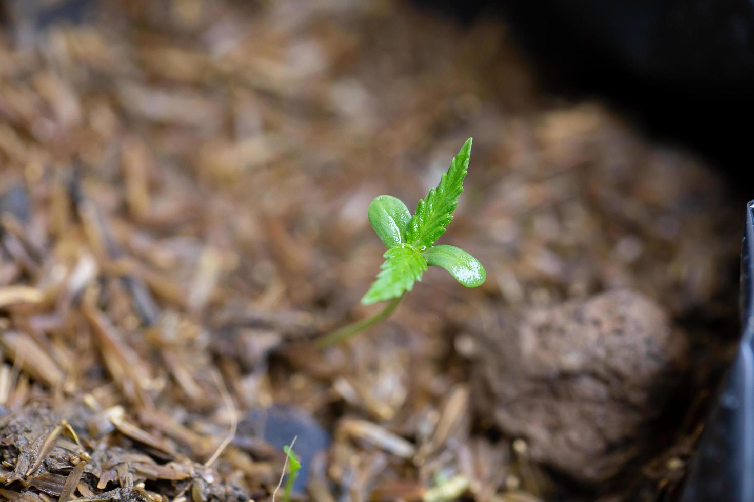 mudas de cannabis que estão brotando em sacos de sementes. foto