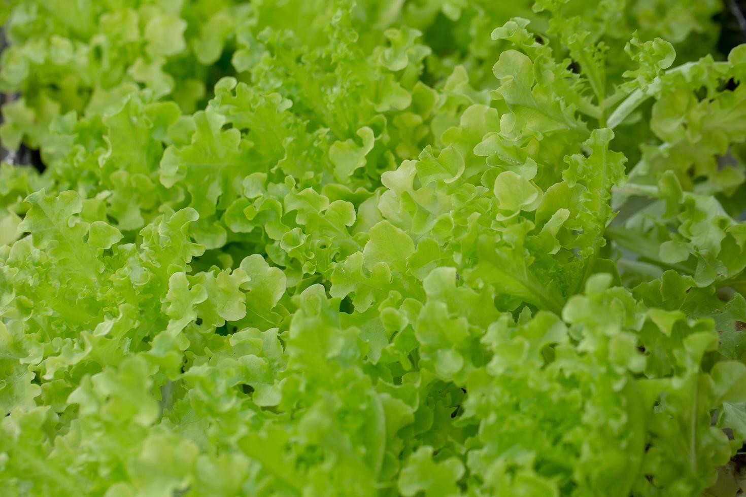 folhas frescas de alface de carvalho, saladas, fazenda de hidroponia vegetal foto