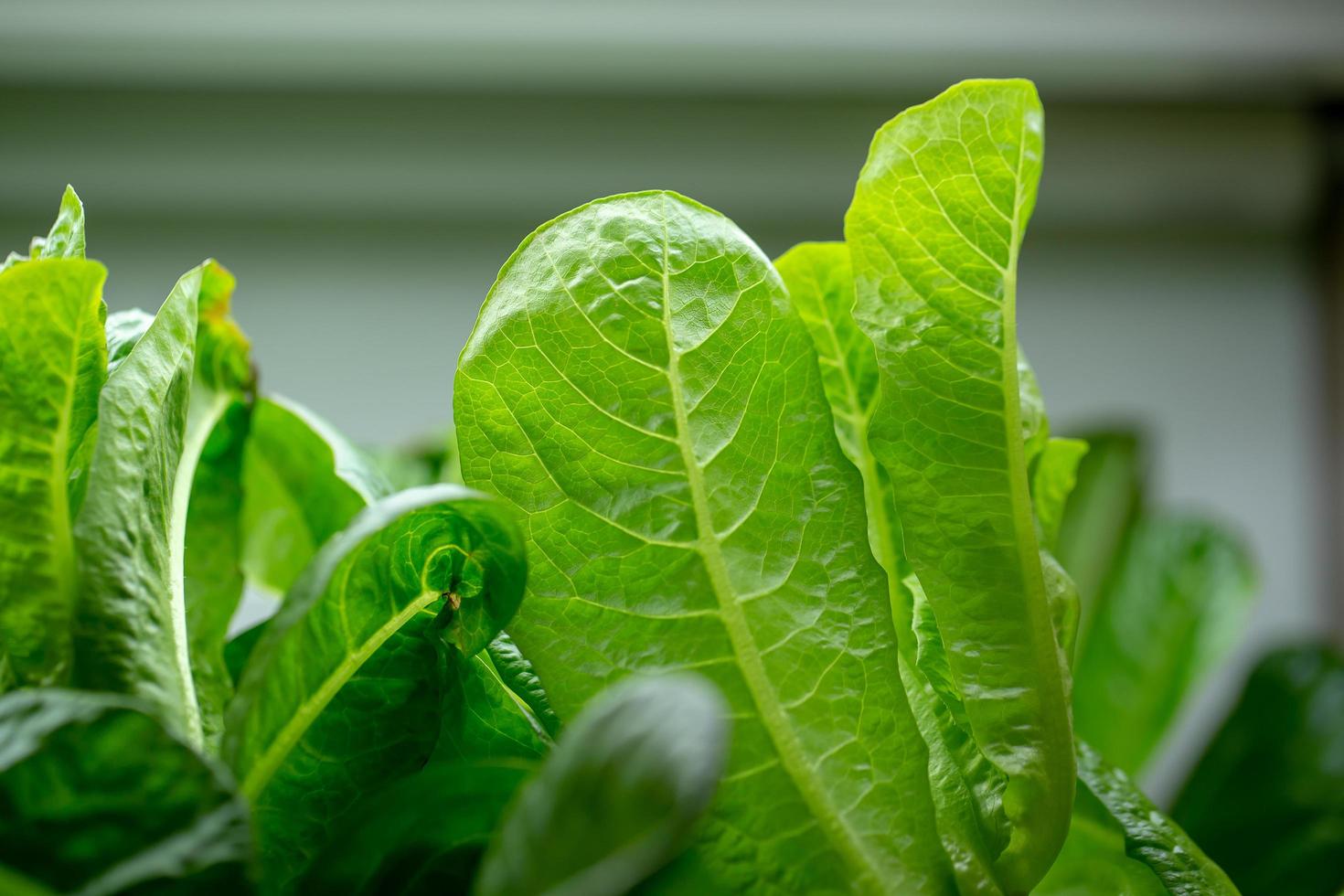 folhas frescas de alface, saladas, fazenda hidropônica vegetal foto