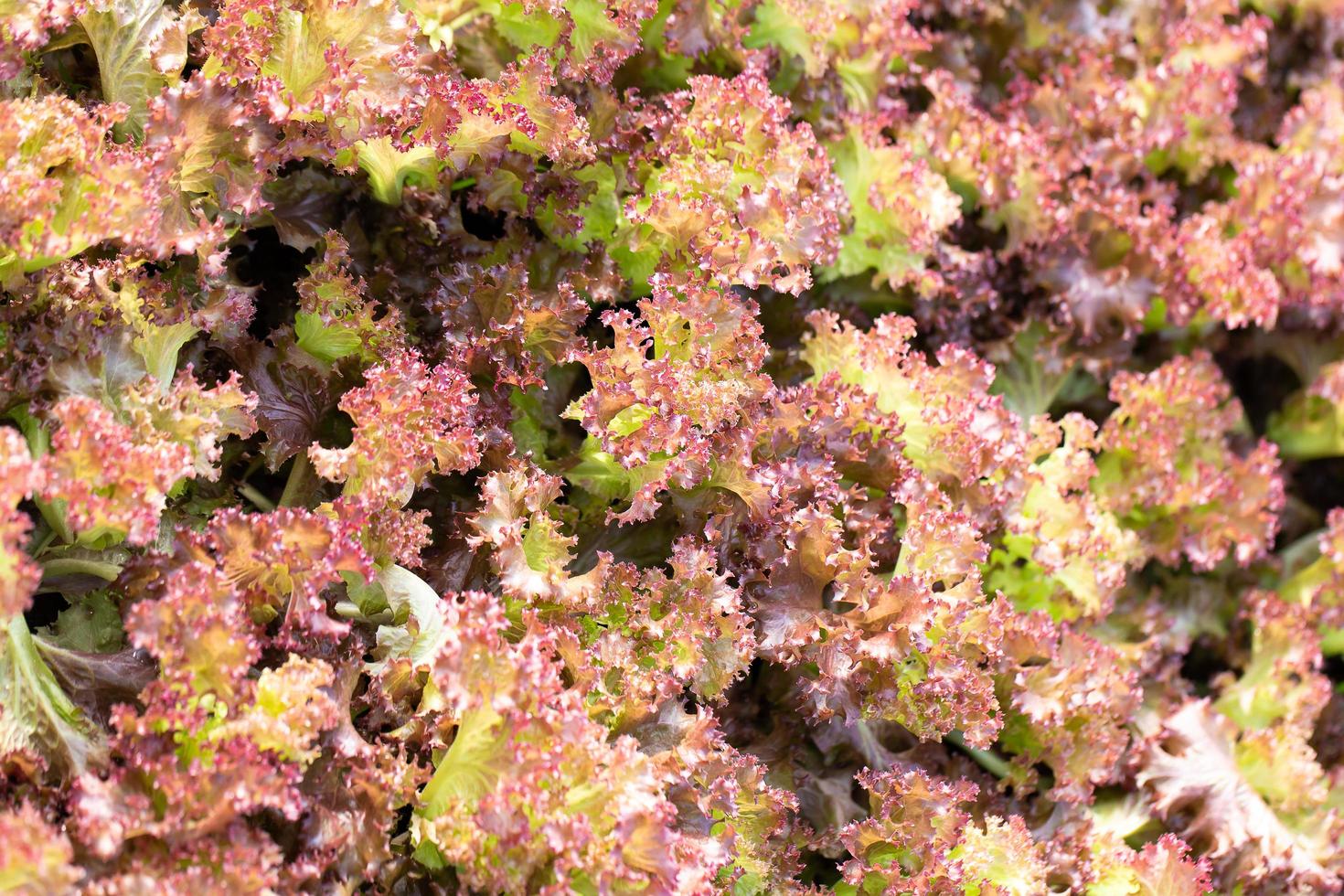 folhas frescas de alface de carvalho vermelho, saladas, fazenda de hidroponia vegetal foto