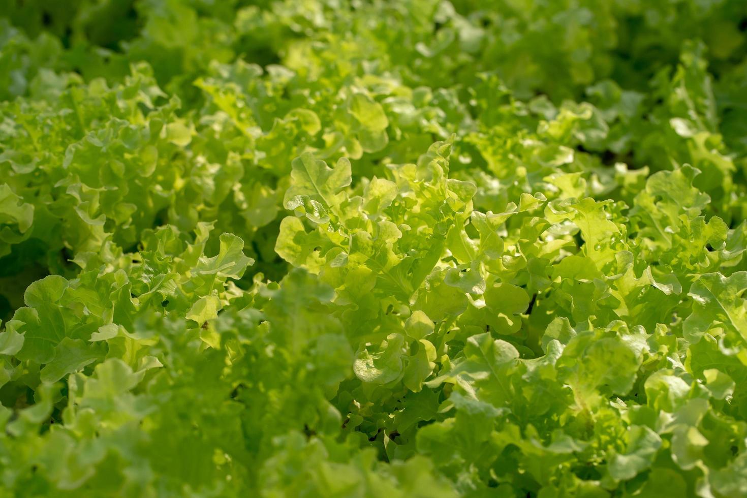 folhas frescas de alface americana, saladas, fazenda hidropônica de vegetais foto