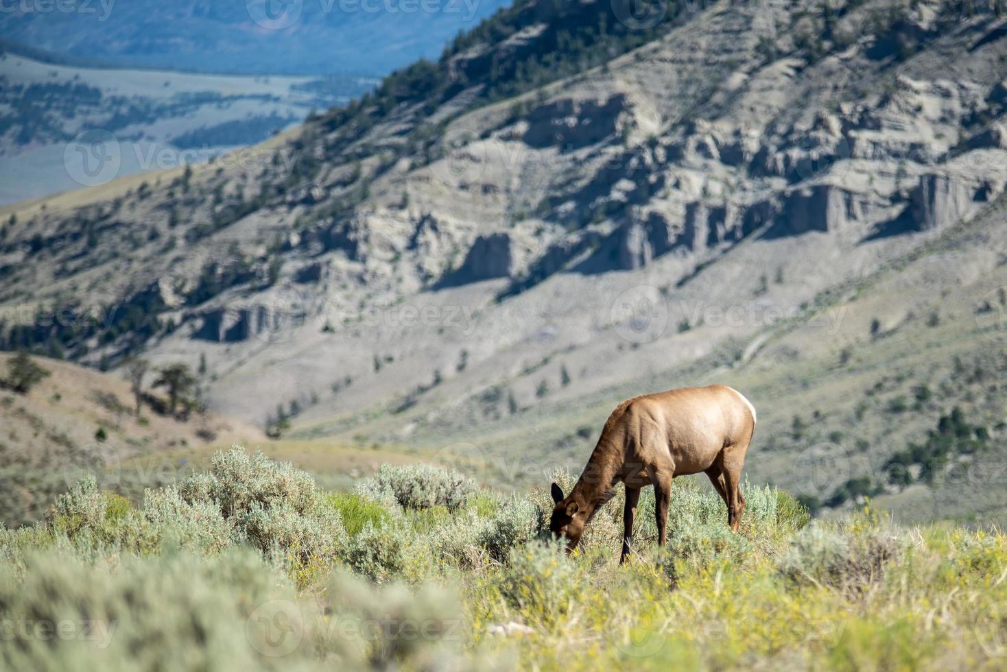 alces nas montanhas de Yellowstone foto