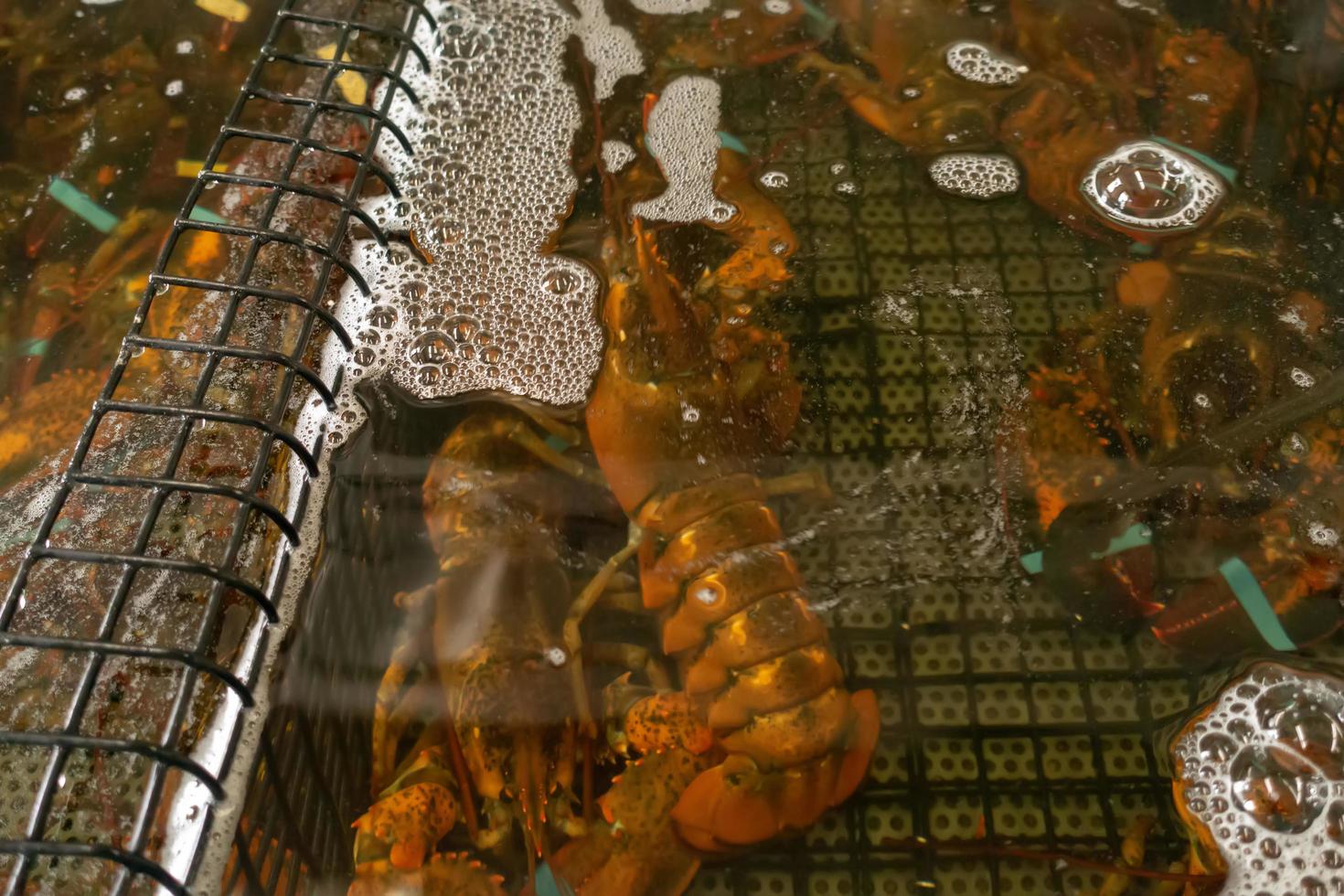 lagosta viva em aquário à venda em peixaria foto