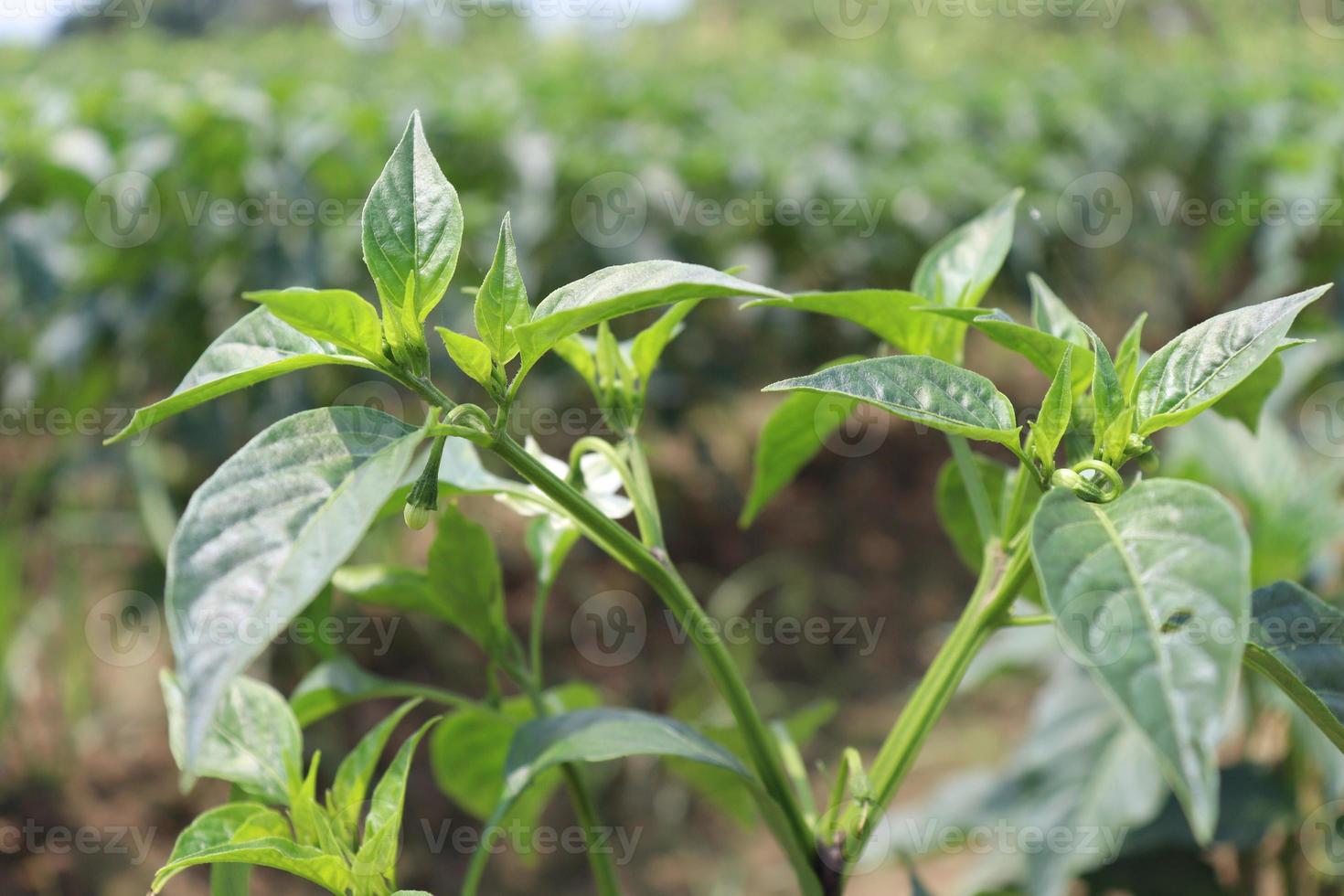 pimenta verde na árvore foto