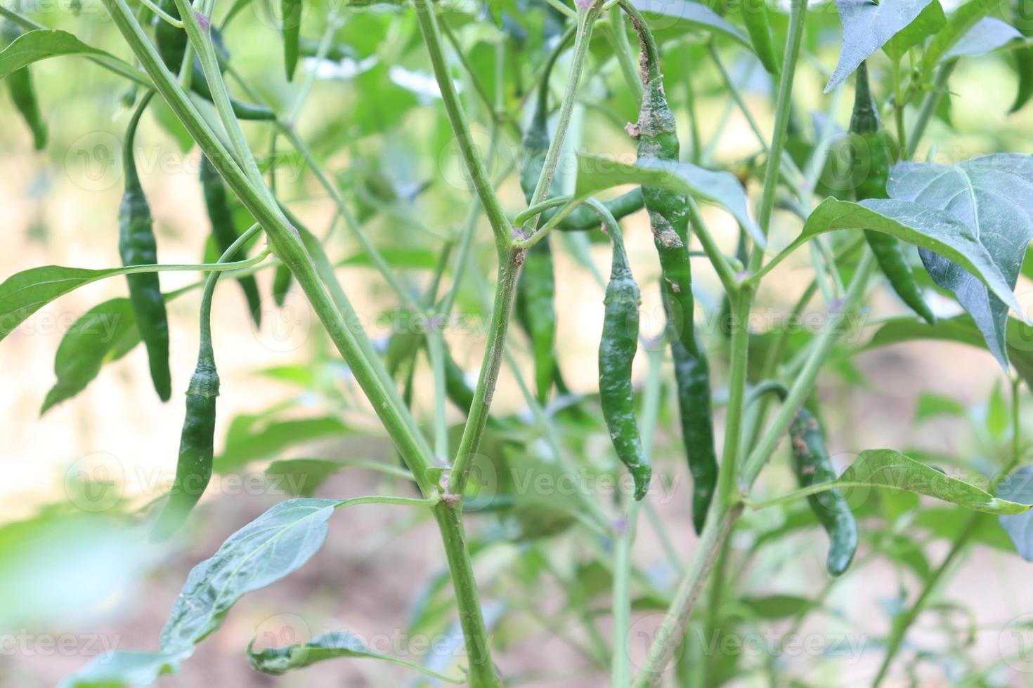 pimenta verde na árvore foto