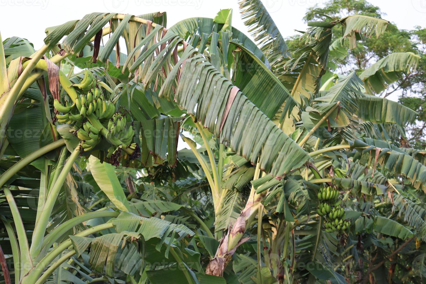 estoque de bananeira na fazenda foto