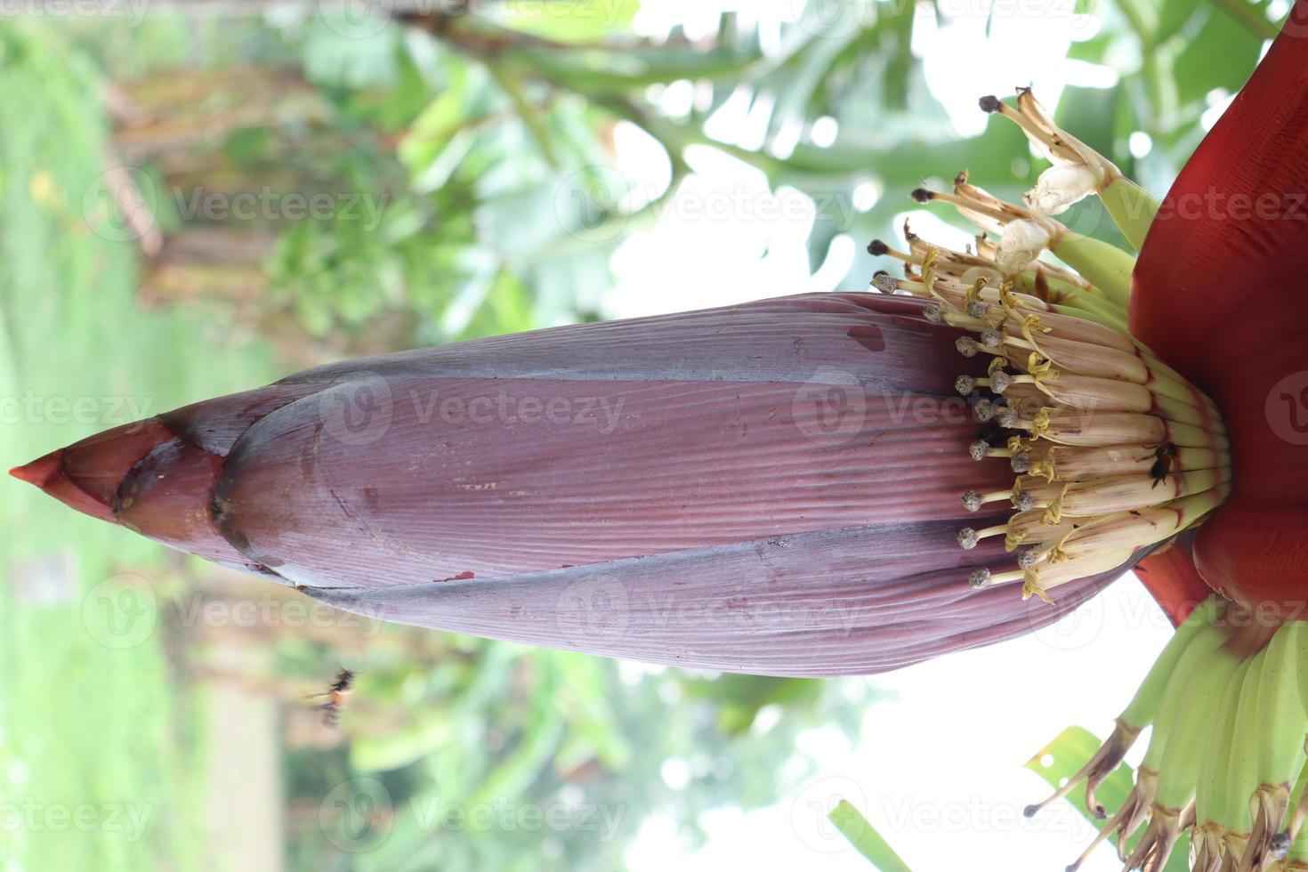 closeup de flor de tanchagem em bananeira foto