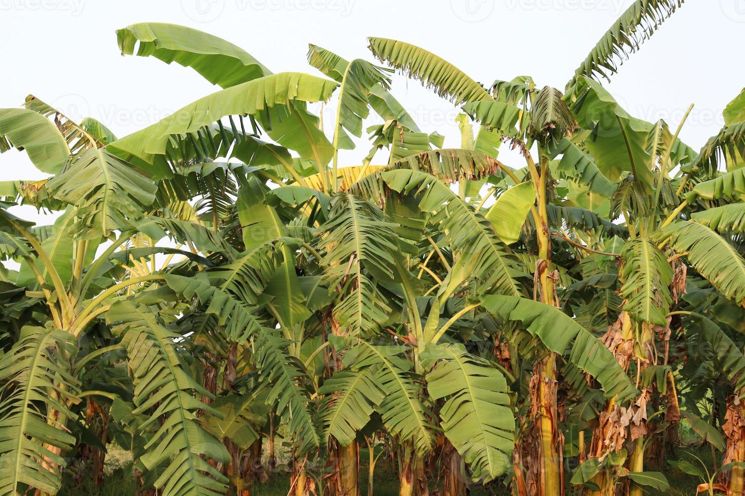 estoque de bananeira na fazenda foto