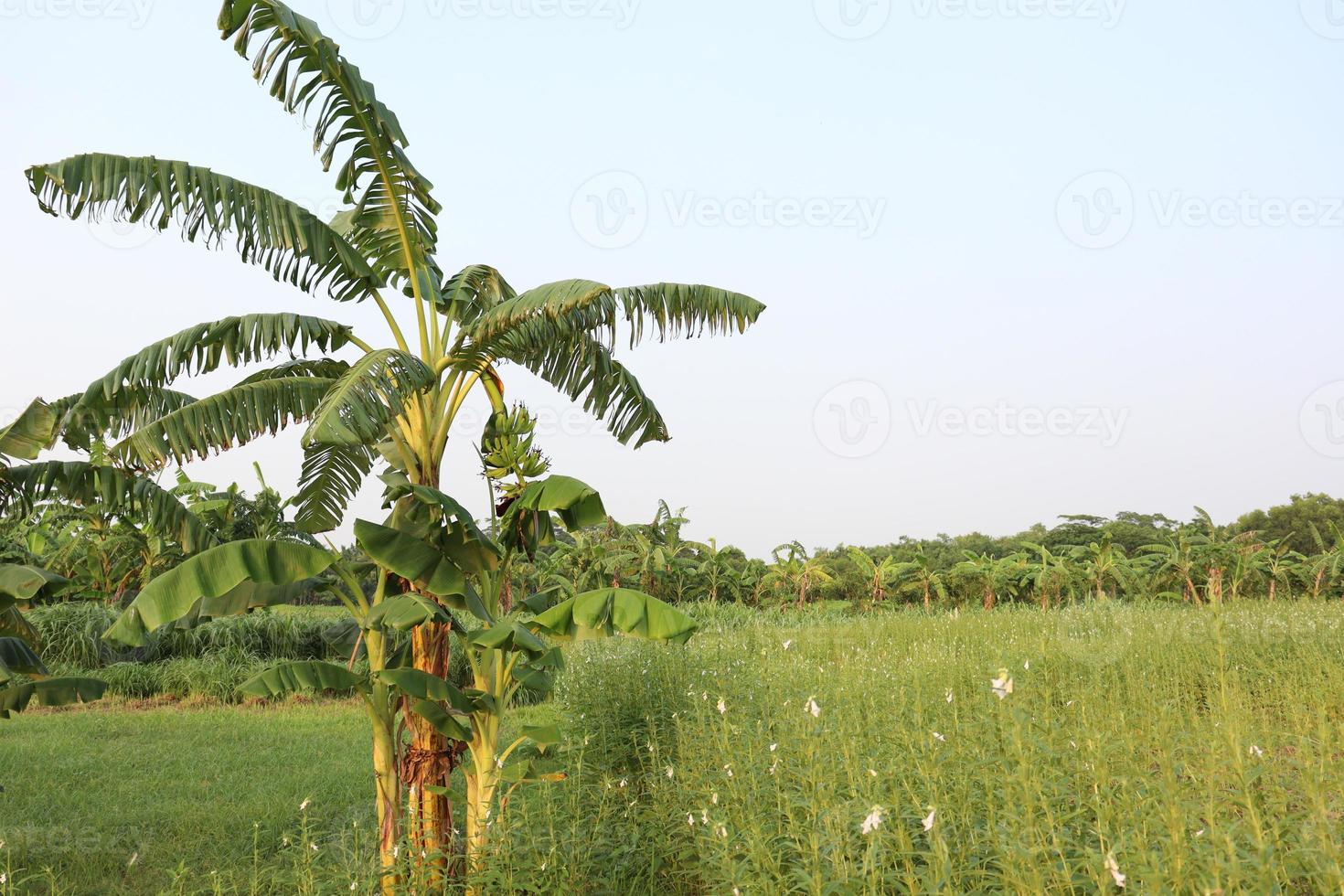 estoque de bananeira na fazenda foto