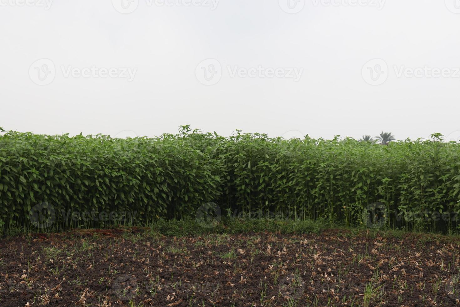 Fazenda de juta de cor verde no campo foto