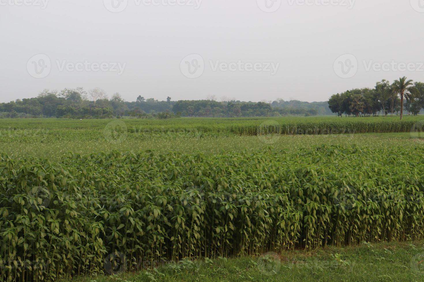 Fazenda de juta de cor verde no campo foto
