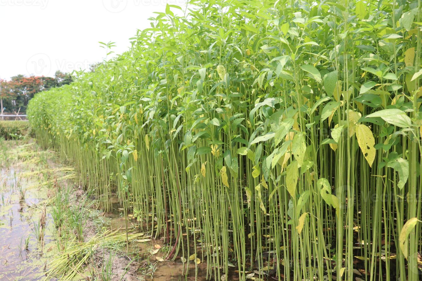 Fazenda de juta de cor verde no campo foto