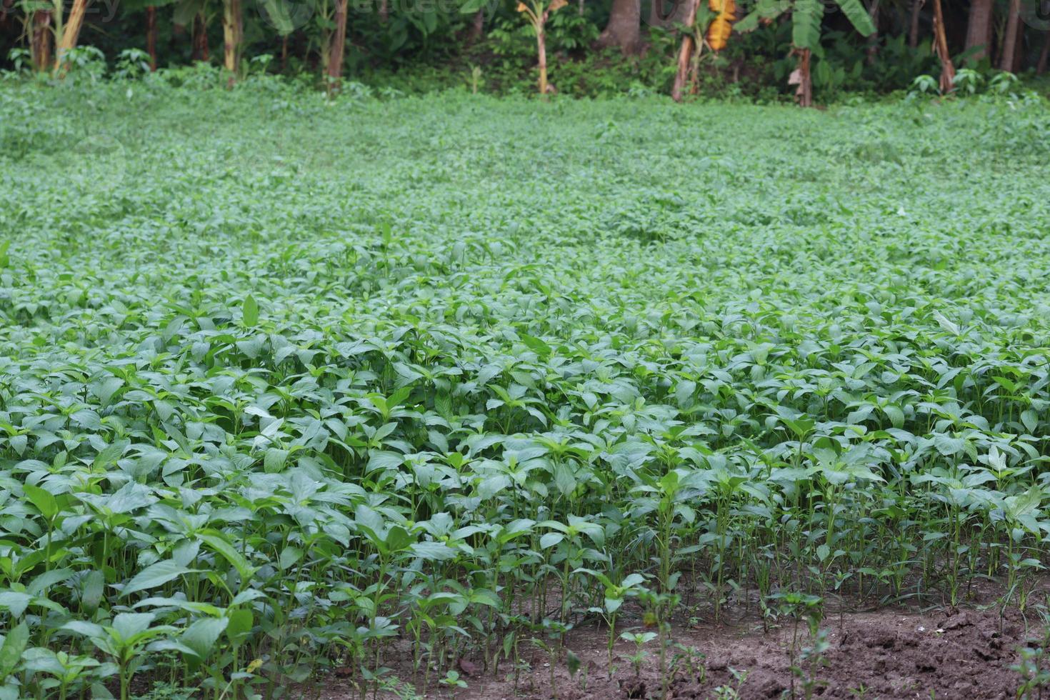 Fazenda de juta de cor verde no campo foto