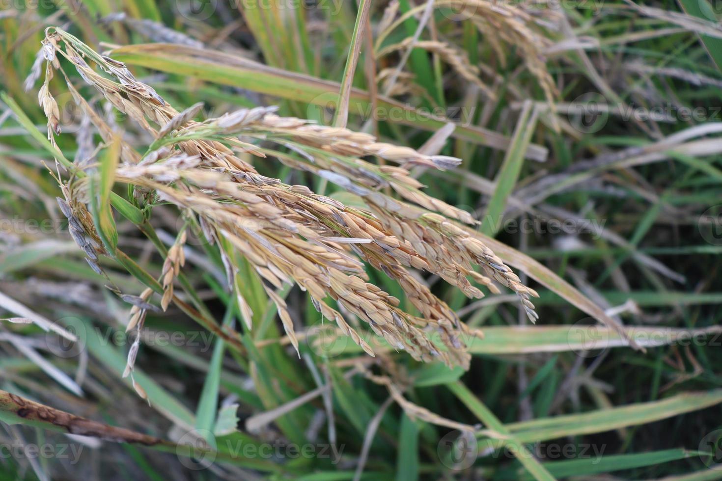 fazenda de arroz maduro no campo foto