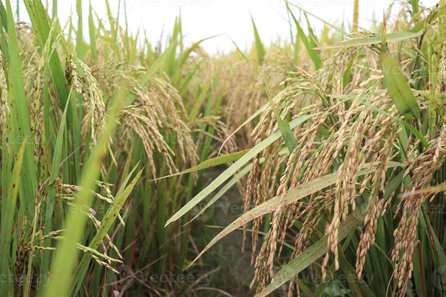 fazenda de arroz maduro no campo foto