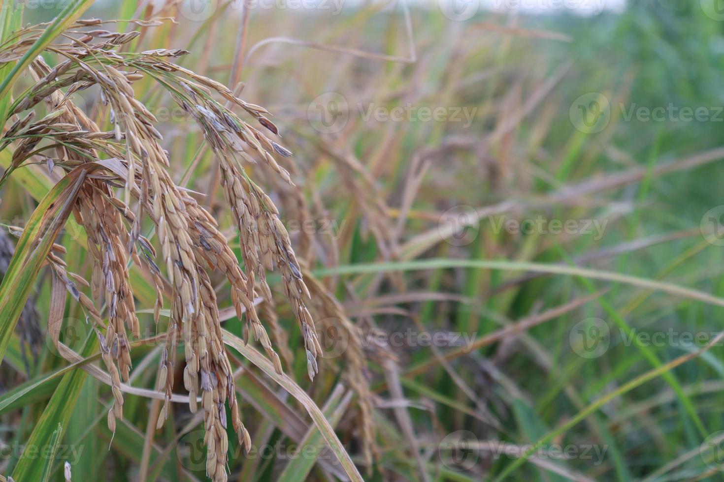fazenda de arroz maduro no campo foto