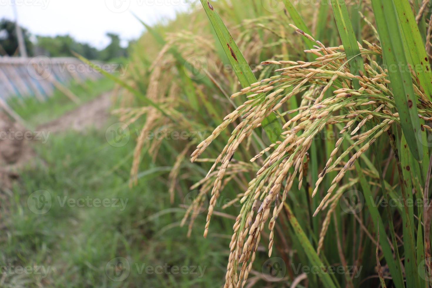 fazenda de arroz maduro no campo foto