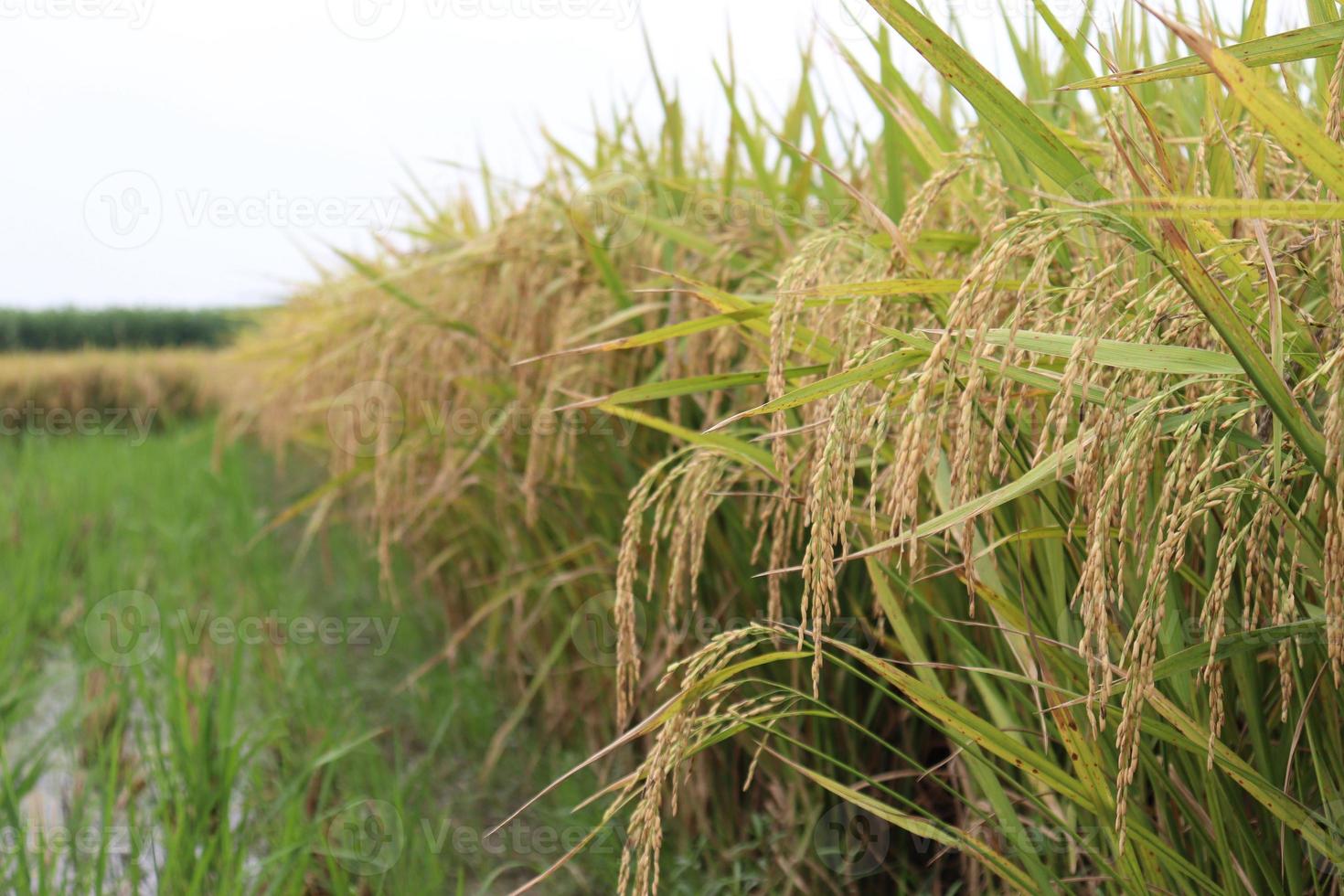 fazenda de arroz maduro no campo foto