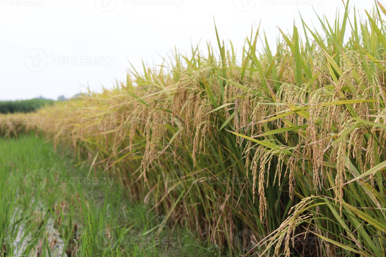 fazenda de arroz maduro no campo foto