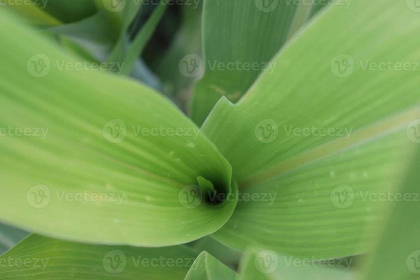 Árvore de milho verde firme no campo foto