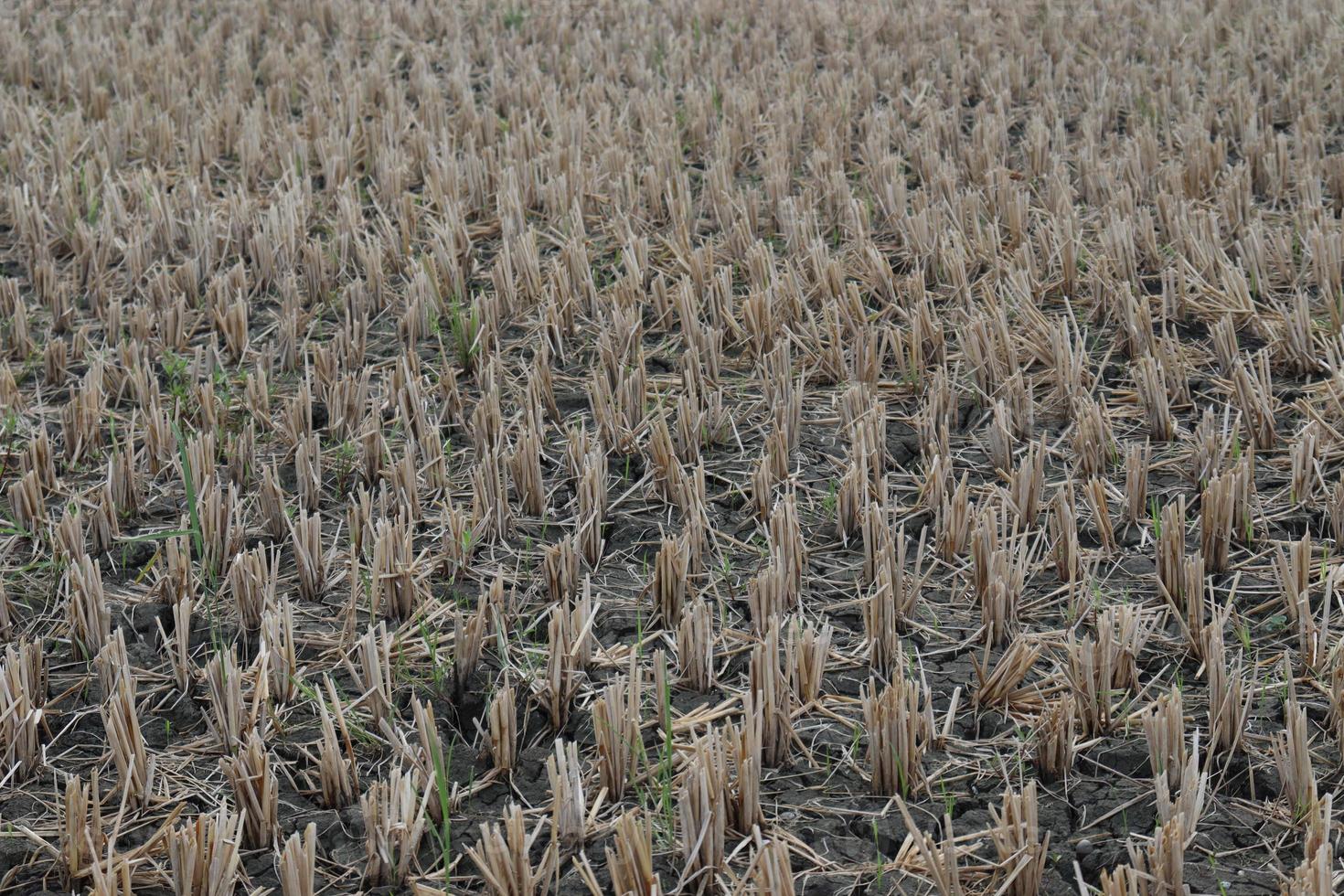 um close de uma fazenda de arroz após o corte foto