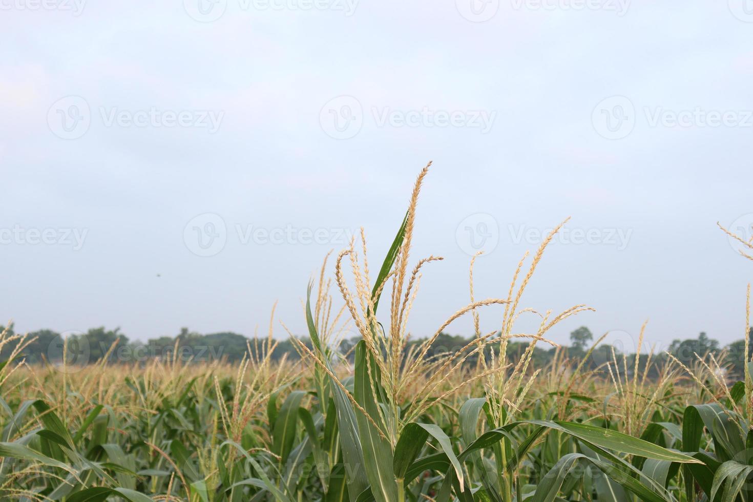 Árvore de milho verde firme no campo foto