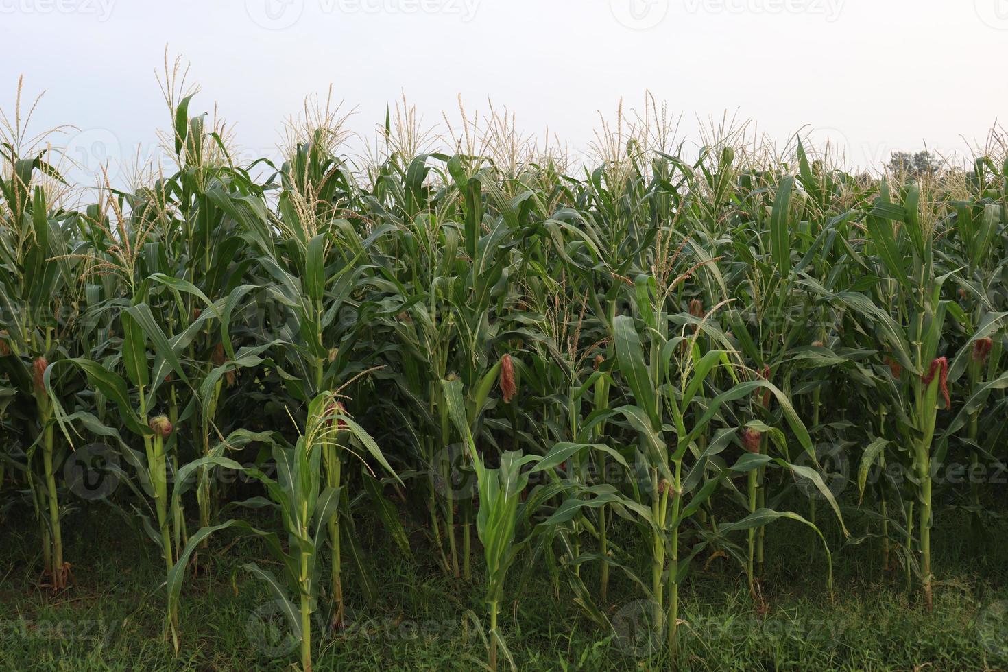 Árvore de milho verde firme no campo foto